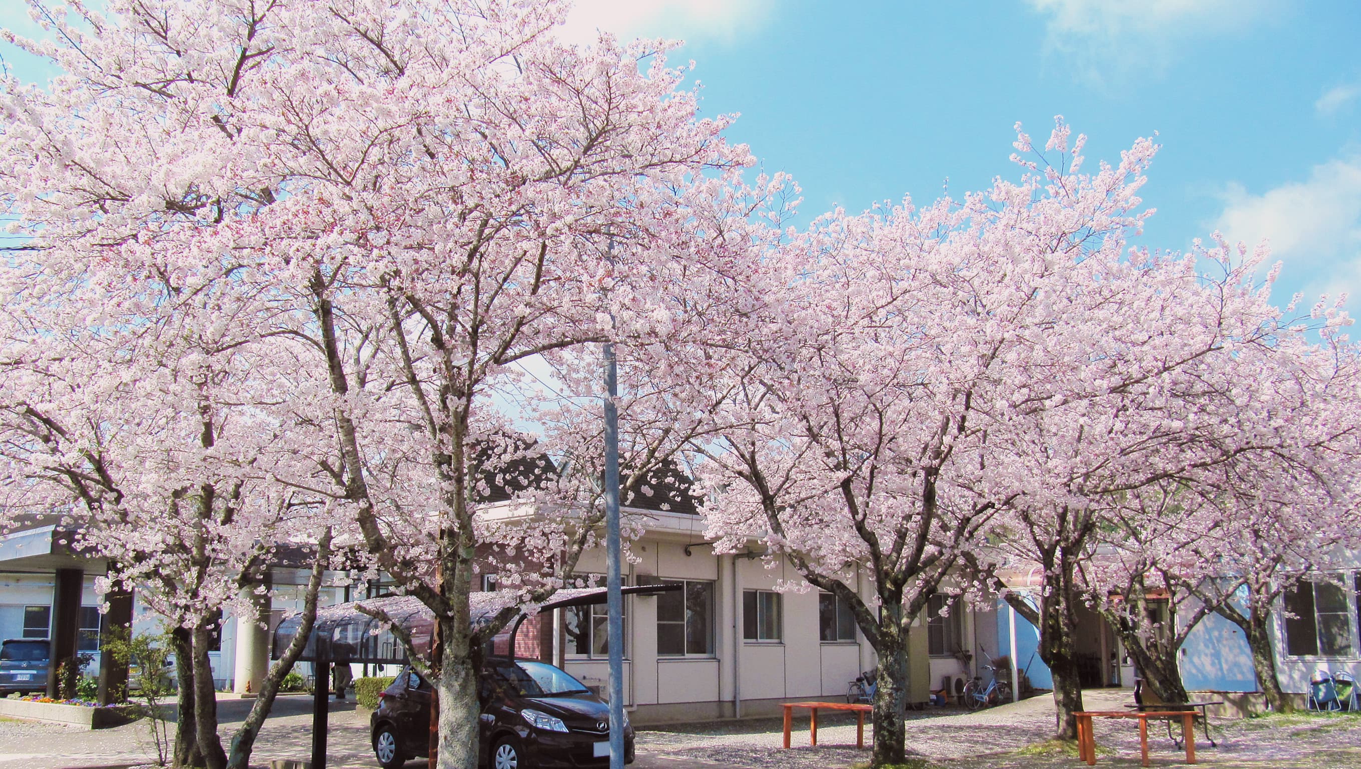 ペートル会 桜